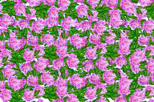 Colorful bright flowers peonies isolated on white background. photo