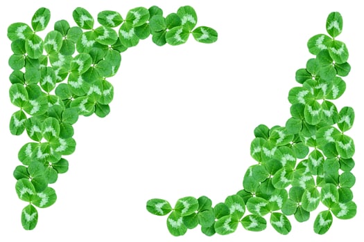 green clover leaves isolated on white background. St.Patrick 's Day photo
