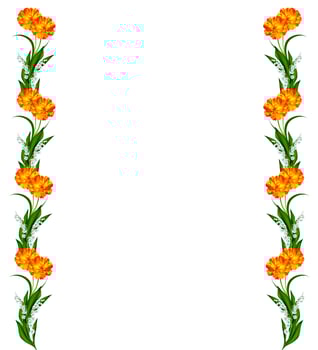 Cosmos flowers isolated on white background. photo