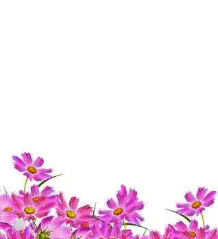 Cosmos flowers isolated on white background. photo