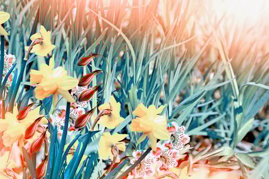 beautiful spring flowers daffodils. yellow flowers. photo