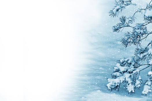 Frozen winter forest with snow covered trees. photo