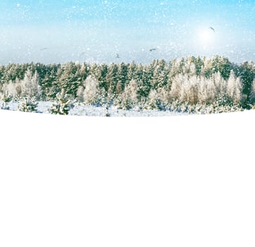 Winter forest. Winter landscape. Snow covered trees photo