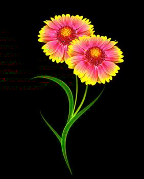 Bouquet of colorful flowers of Gaillardia. delicate flowers isolated on black background photo