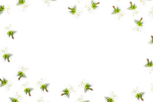 Abstract background of delicate apple petals. Spring. photo