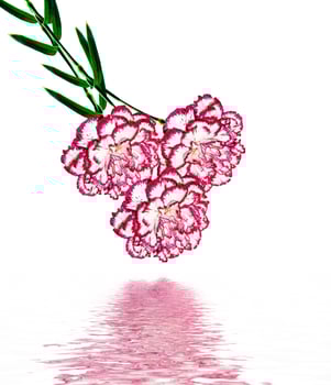 Bouquet of flowers carnation. photo