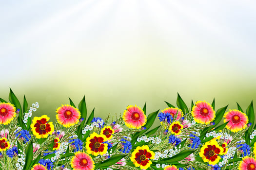 Summer landscape. Colorful garden flowers Gaillardia. photo