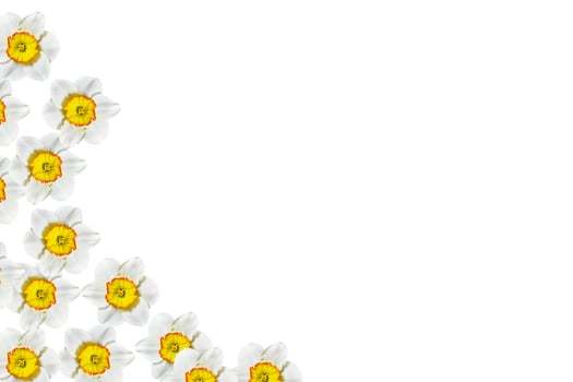 spring flowers narcissus isolated on white background photo