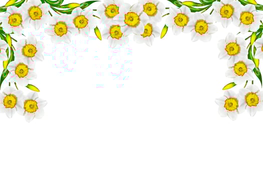 spring flowers narcissus isolated on white background photo