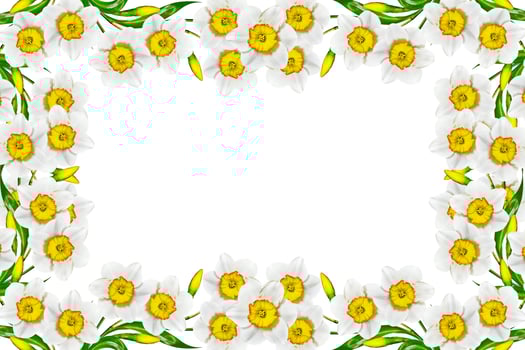 spring flowers narcissus isolated on white background photo