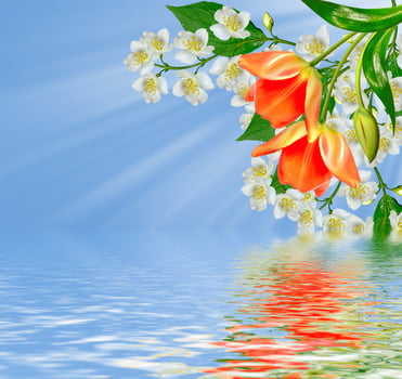 The branch delicate spring flowers photo