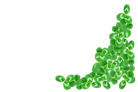 green clover leaves isolated on white background. St.Patrick 's Day photo