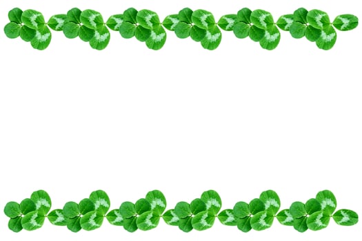 green clover leaves isolated on white background. St.Patrick 's Day photo