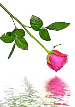 The buds of flowers roses. photo