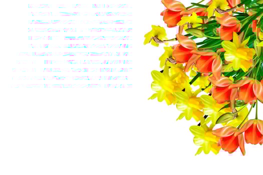 spring flowers narcissus isolated on white background photo