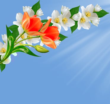 The branch delicate spring flowers photo