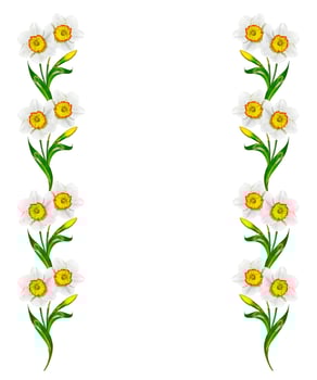 spring flowers narcissus isolated on white background photo