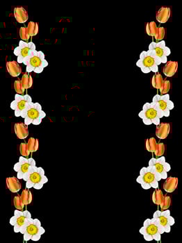 spring flowers narcissus isolated on black background photo