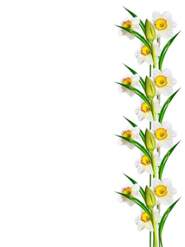 spring flowers narcissus isolated on white background photo