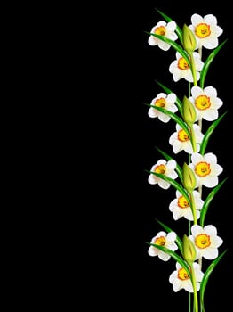 spring flowers narcissus isolated on black background photo