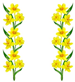 spring flowers narcissus isolated on white background photo