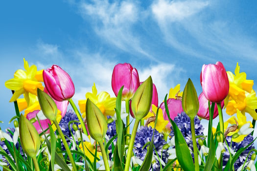 Spring flowers on a background of blue sky with clouds photo