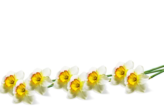 spring flowers narcissus isolated on white background photo