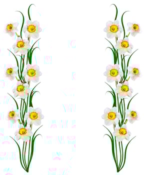 spring flowers narcissus isolated on white background photo
