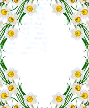 spring flowers narcissus isolated on white background photo
