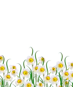 spring flowers narcissus isolated on white background photo