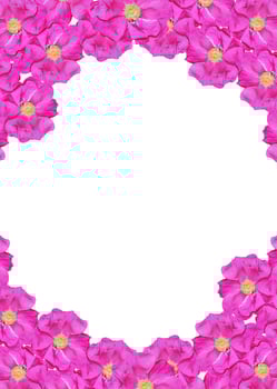 Dog rose Rosa canina flowers on a white background photo