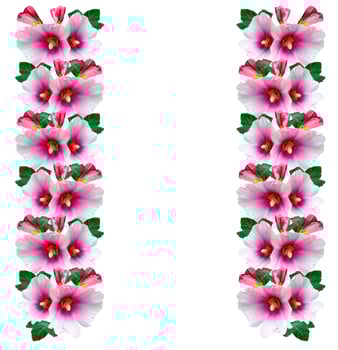 mallow flowers isolated on white background photo