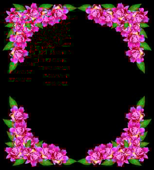 peony flowers isolated on black background. photo