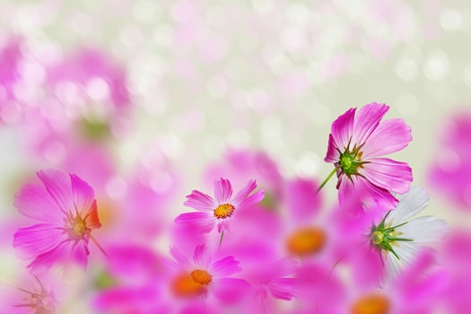 Pink and white cosmos flowers. photo