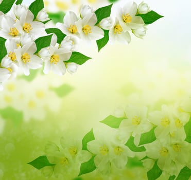 White jasmine flower. photo