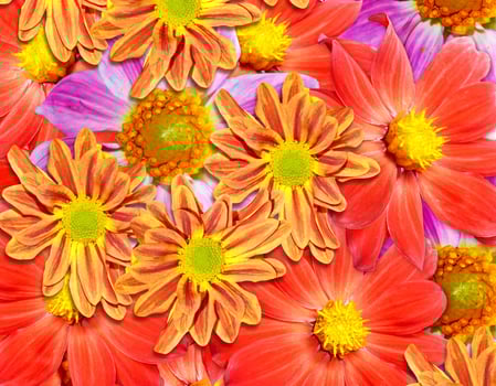 Colorful autumn flowers dahlias. photo