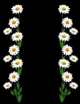 daisies summer white flower isolated on black background. photo