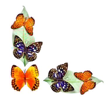 Butterfly on leaves isolated on white background photo