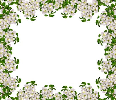 White apple flowers branch isolated on white background. photo