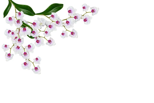 Orchid flower isolated on white background photo