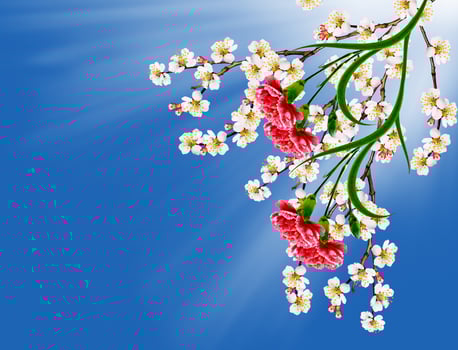 Flowering apricot. Spring flowering garden. photo