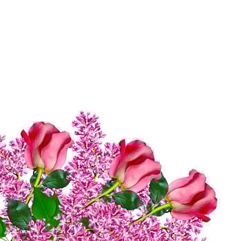 The buds of flowers roses. photo