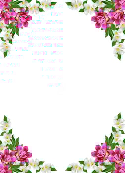 branch of jasmine flowers isolated on white background photo