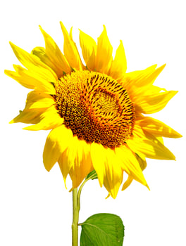 beautiful sunflower isolated on a white background photo