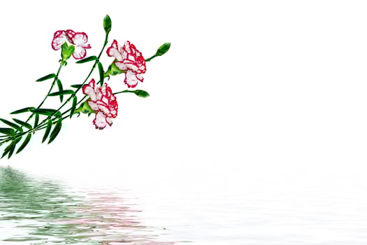 Bouquet of flowers carnation isolated on white background. photo