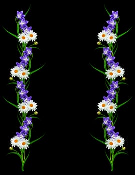 daisies summer white flower isolated on black background. photo