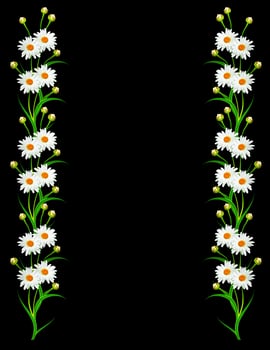 daisies summer white flower isolated on black background. photo
