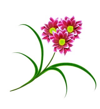 Flowers isolated on white background. photo