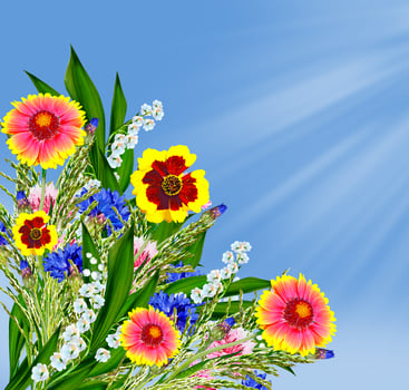 Colorful flowers of the field on a background of blue sky with clouds photo