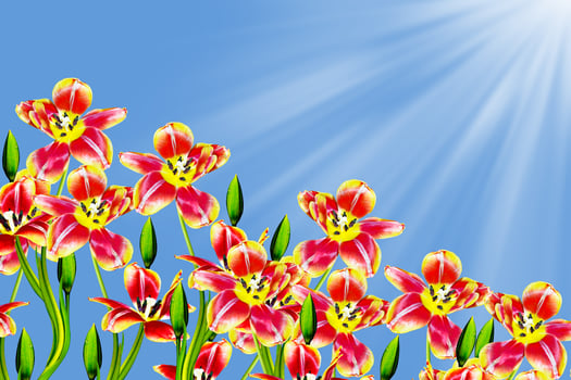 Flowers tulips on a background of blue sky with clouds. photo